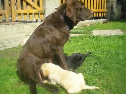 LABRADORSKÝ RETRÍVR-štěňata bez PP