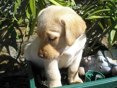 LABRADORSKÝ RETRÍVR-štěňata bez PP