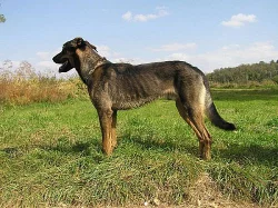 nabízíme mladého křížence ovčáka do dobrých rukou