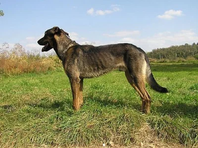 nabízíme mladého křížence ovčáka do dobrých rukou