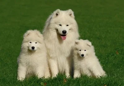 Samojed - štěňata s PP