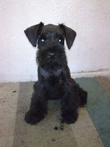 Knírač malý černý