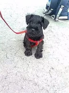 Knírač malý černý