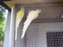 Papoušci zpěvavý