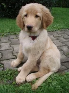 Pohodoví psí kluci Hovawart s pp