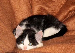 Koťátka - Nelinka a Kubík.