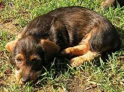 Jezevčík drsnosrstý standard s PP