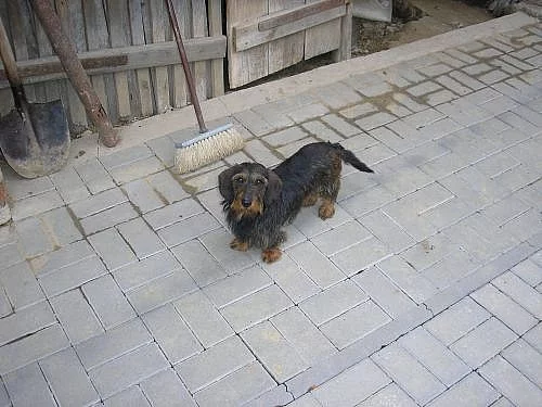 FENKA JEZEVČÍKA