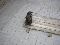 FENKA JEZEVČÍKA