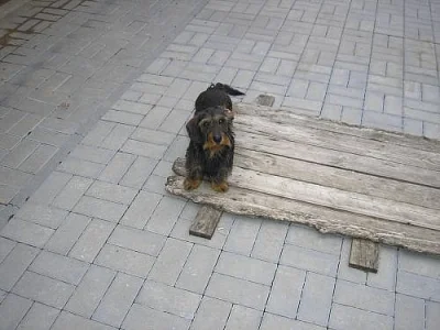 FENKA JEZEVČÍKA