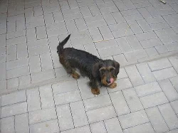 FENKA JEZEVČÍKA