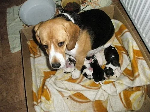 Beagle tricolor