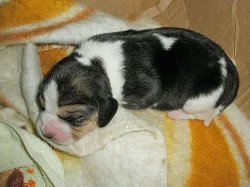 Beagle tricolor