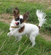 Papillon