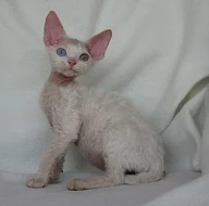 Devon rex nádherná koťátka