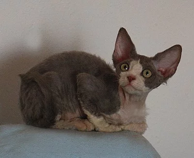 Devon rex nádherná koťátka