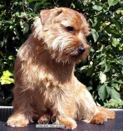 Norfolk terrier - štěňata s PP