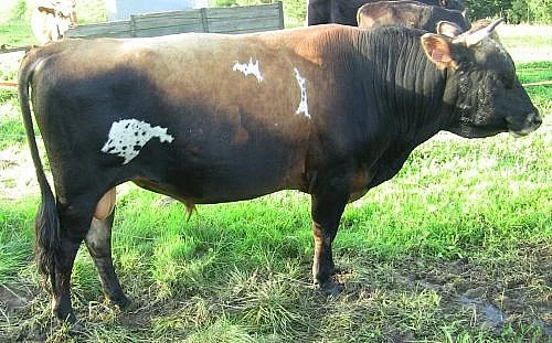 jatečný býk