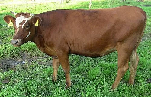 50% jersey jalovice