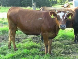 50% jersey jalovice