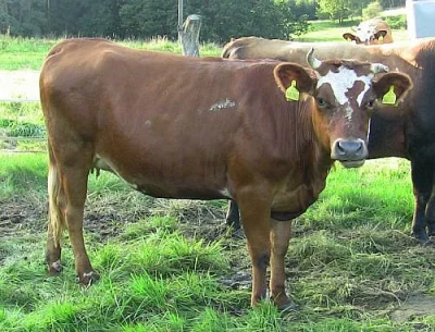 50% jersey jalovice