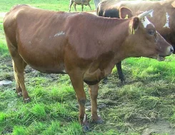 50% jersey jalovice