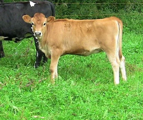jersey jalovice registrovana
