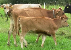 jersey jalovice registrovana