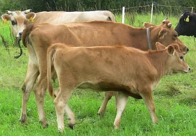 jersey jalovice registrovana