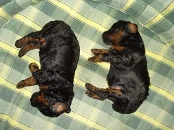 Pudl Trpasličí Black and Tan