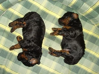 Pudl Trpasličí Black and Tan