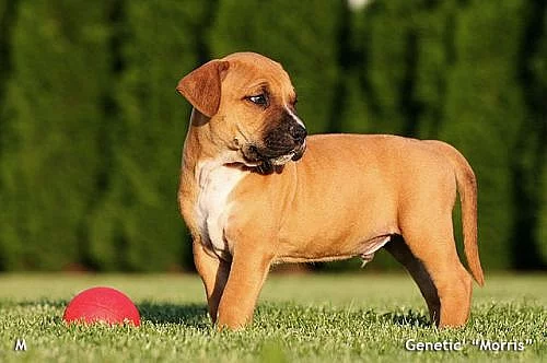 Štěňata Amerického PitBull Terriéra