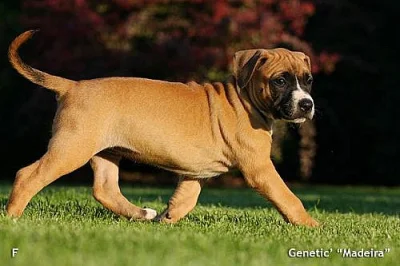 Štěňata Amerického PitBull Terriéra