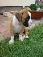 Německý boxer - zlatá štěňátka s PP