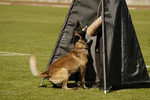 Belgický ovčák malinois
