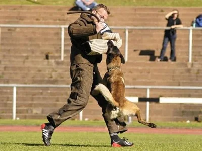 Belgický ovčák malinois