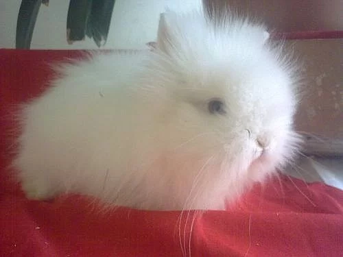 prodám teddy králíčky