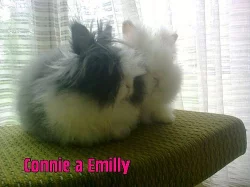 prodám teddy králíčky