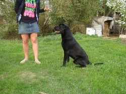 Hledáme nevěstu labradorky