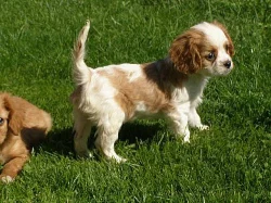 kavalir king charles španel