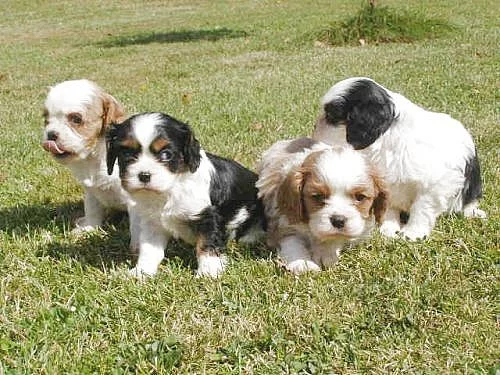 kavalir king charles španel