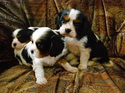 kavalir king charles španel