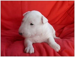 Miniaturní bulterier MARSO-Bullterier