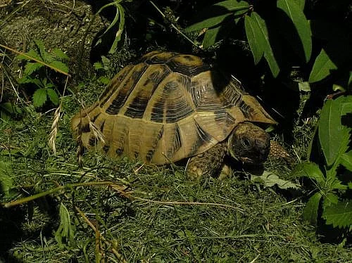 Prodám suchozemskou želvu velkou 20 cm