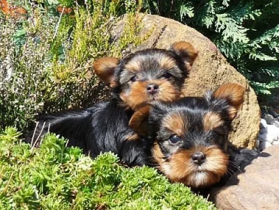 YORKSHIRE TERRIER-  JORKŠÍR