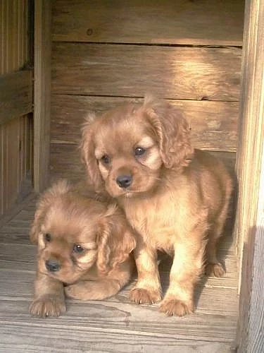 prodám kavalíra king charles španěla