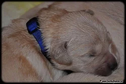 Zlatý retriever - štěňata s PP