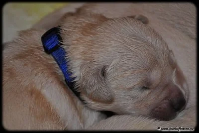 Zlatý retriever - štěňata s PP 