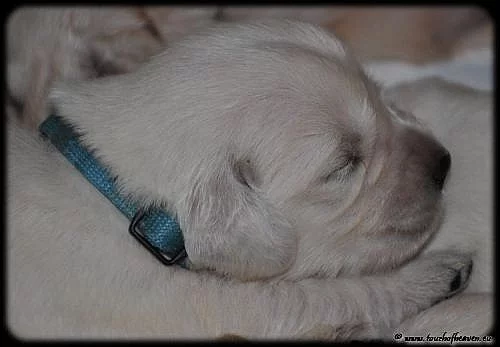 Zlatý retriever - štěňata s PP