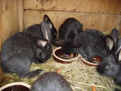 Prodám králíky